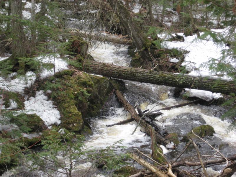 Looking up the busy creek
