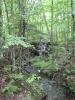 Wet woods and upper drop