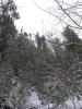 Tall pines around the gorge