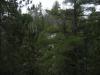 Trees across the deep gorge