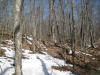 Clumps of snow in the half-thawed forest