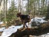Logan perched on the log