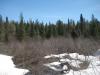 Thick swamp surrounded with pines