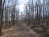 Bare trees along the track down