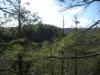 Green outcropping of pine across the river
