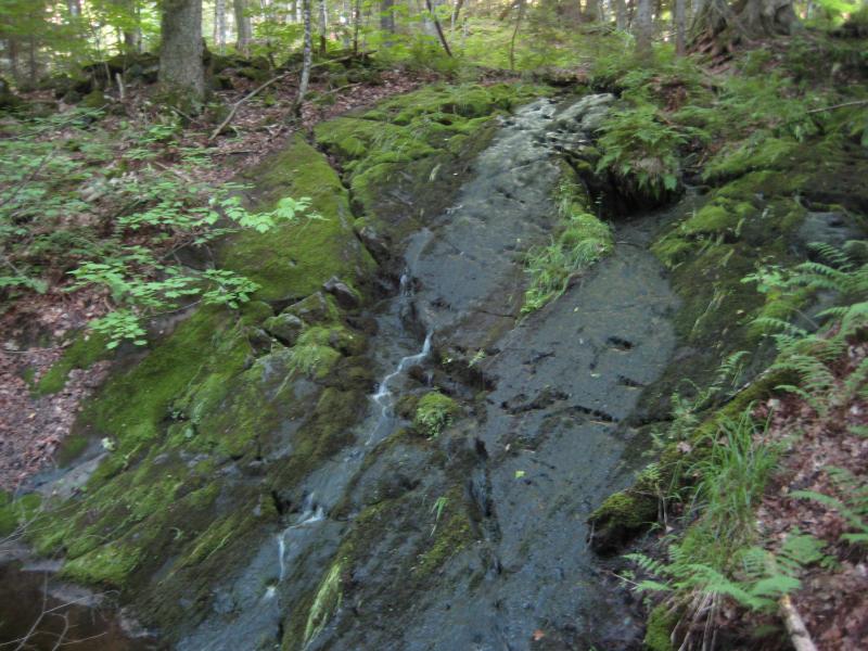 Small creek flowing into Silver River