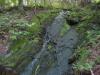 Small creek flowing into Silver River