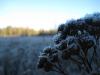 Frosty weeds on the grassy swamp