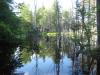 Beaver pond swallowing up the track