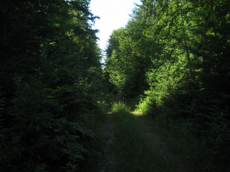 Overgrown two-track east of the river