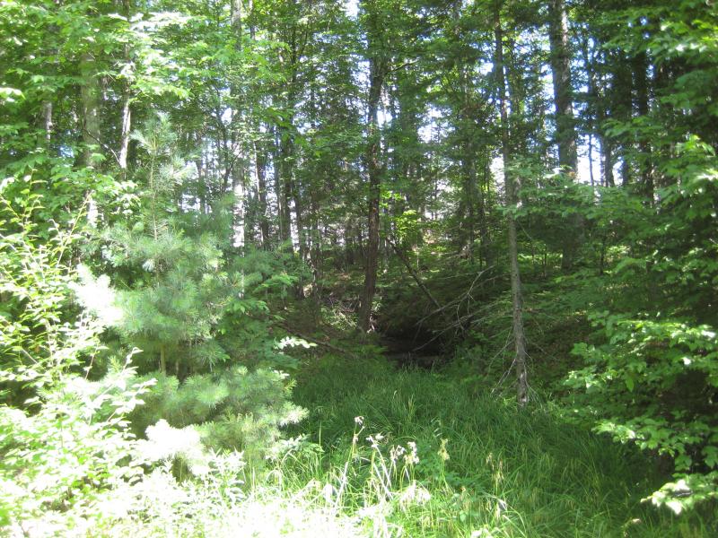 Swamp intruding on the north side of the track