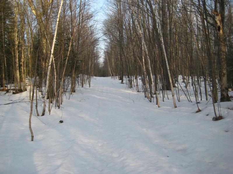 Along a snowy forest road