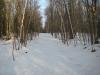 Along a snowy forest road