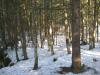 Thick woods above the main falls