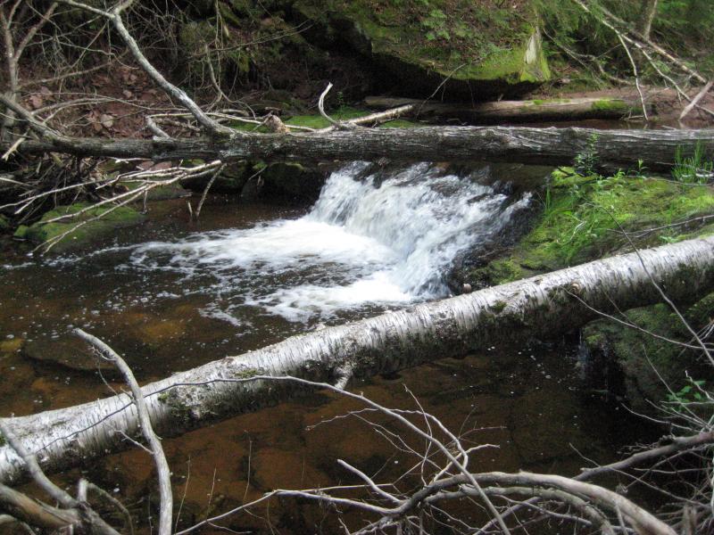 Tiny cascade hiding beind logs