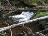 Tiny cascade hiding beind logs
