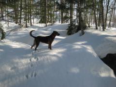 An alert waterfall hunter