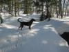 An alert waterfall hunter