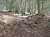 Clear ground riddled with cedar roots