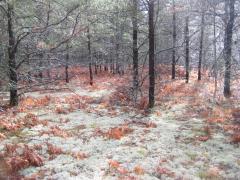 Sun over the frosty, mossy woods