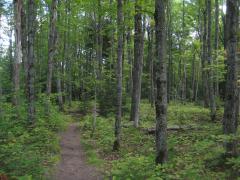 Narrow footpath through the woods