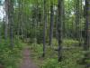 Narrow footpath through the woods